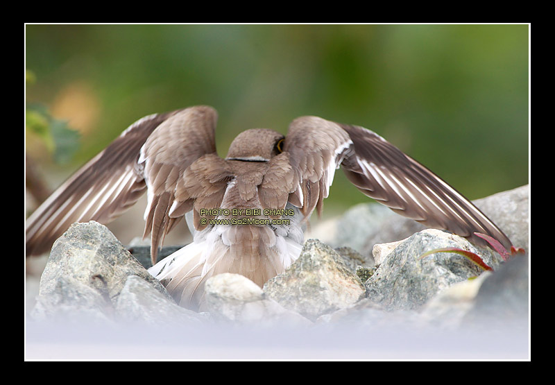 Plover Distraction Display