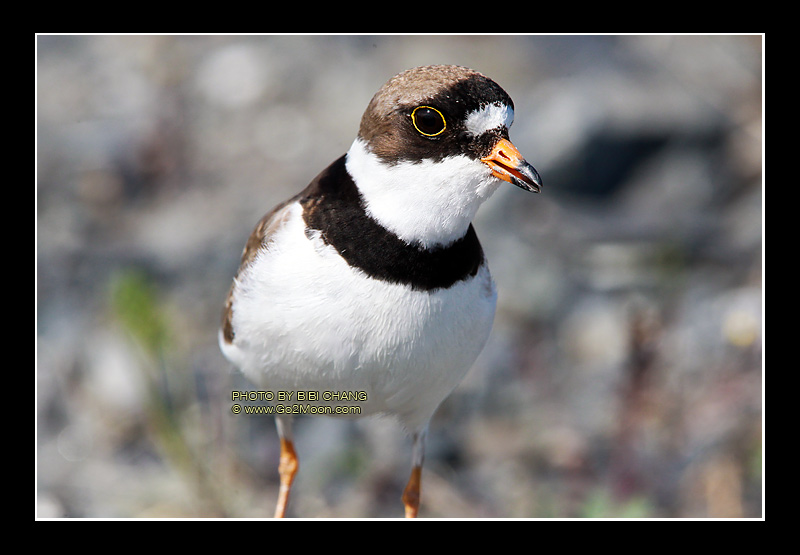 Semipalmated Plover Breeding Plumage