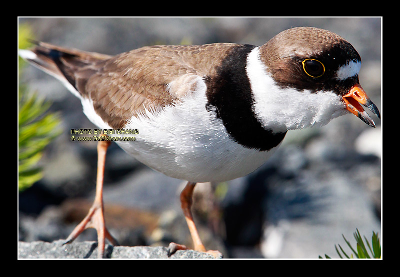 Plover in Alaska
