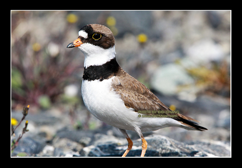 Plover Migration