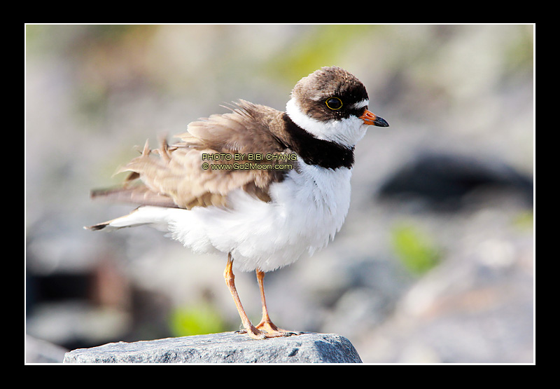 Plover in Alaska