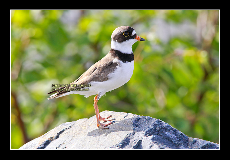 Plover Breeding Plumage