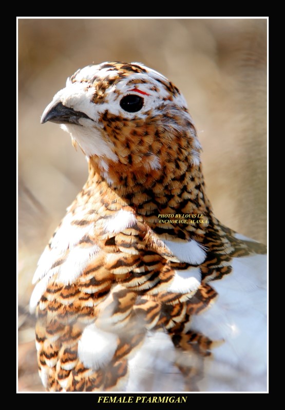 Female Willow Ptarmigan