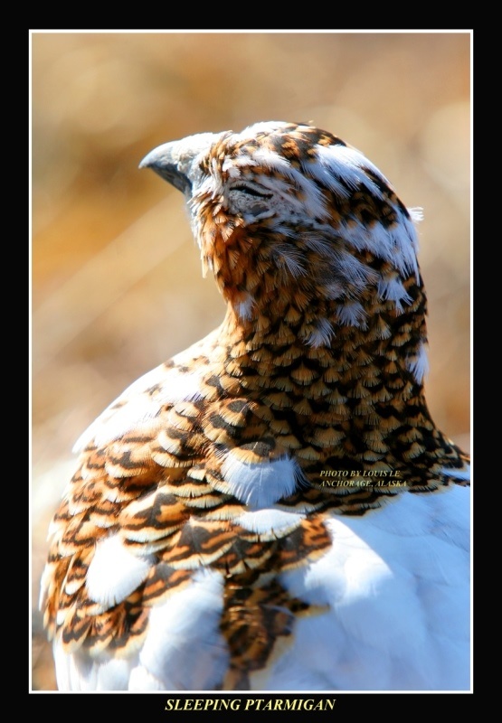 Female Ptarmigan