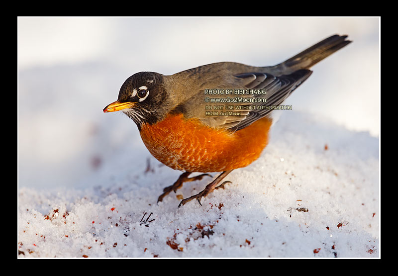 American Robin Wintering in Alaska