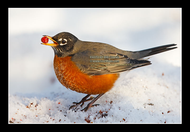 American Robin Wintering in Alaska