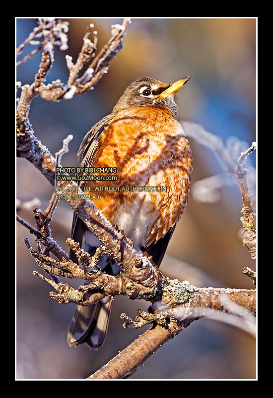 American Robin Wintering in Alaska