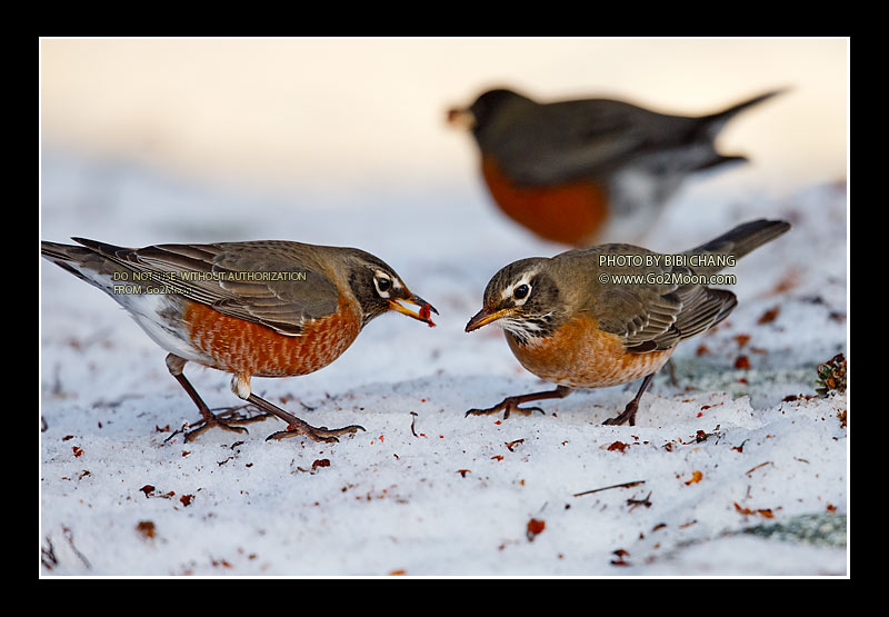 American Robin Wintering in Alaska