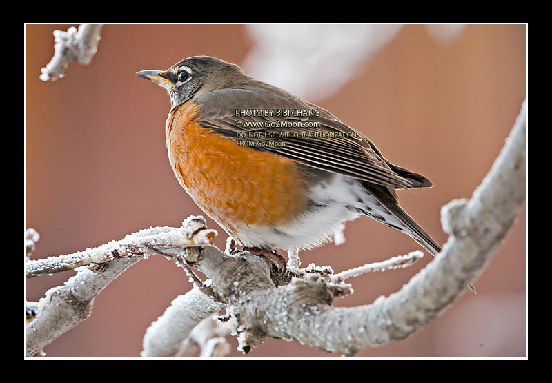 American Robin