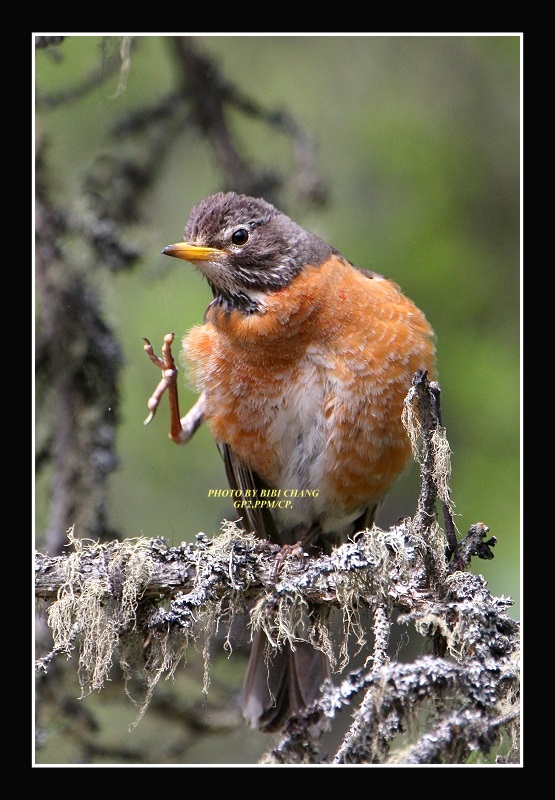 American Robin