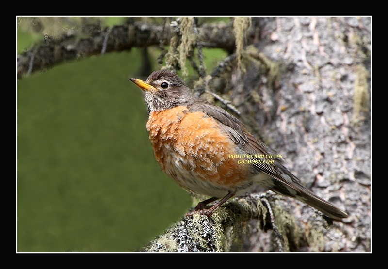American Robin