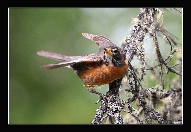 American Robin