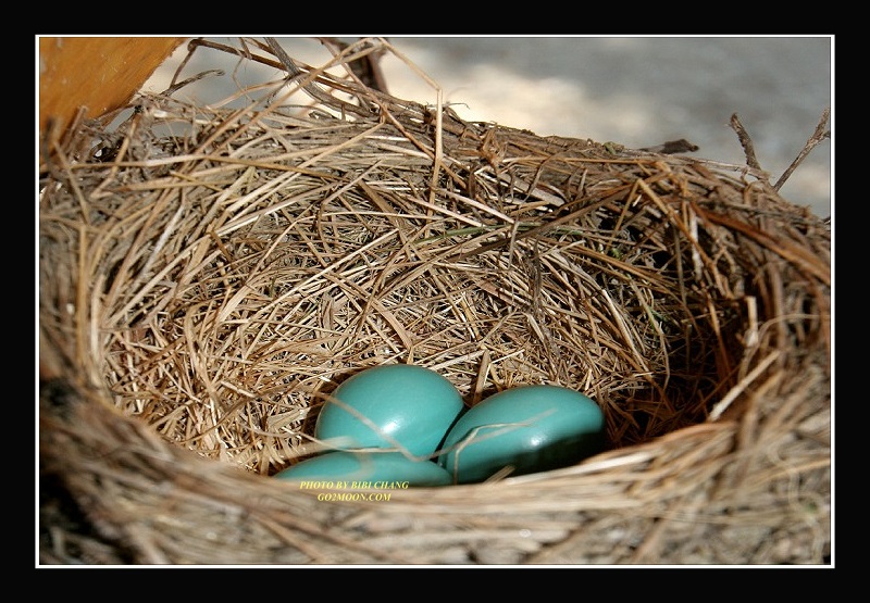 American Robin Eggs
