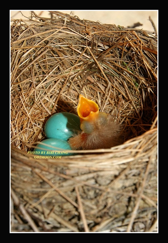 American Robin Eggs