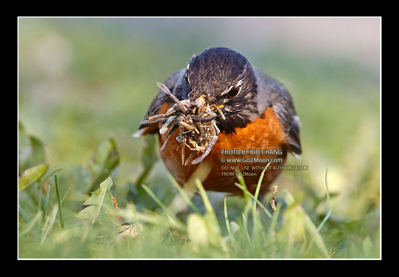 American Robin Gathering Food