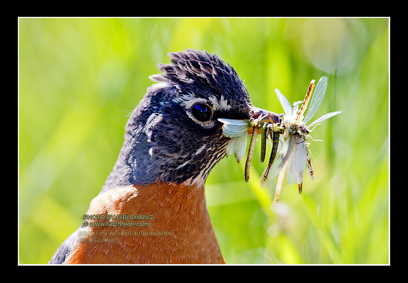 American Robin Gathering Food
