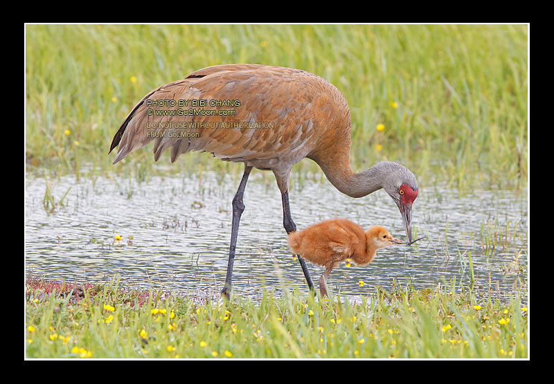 Sandhill Crane Colt