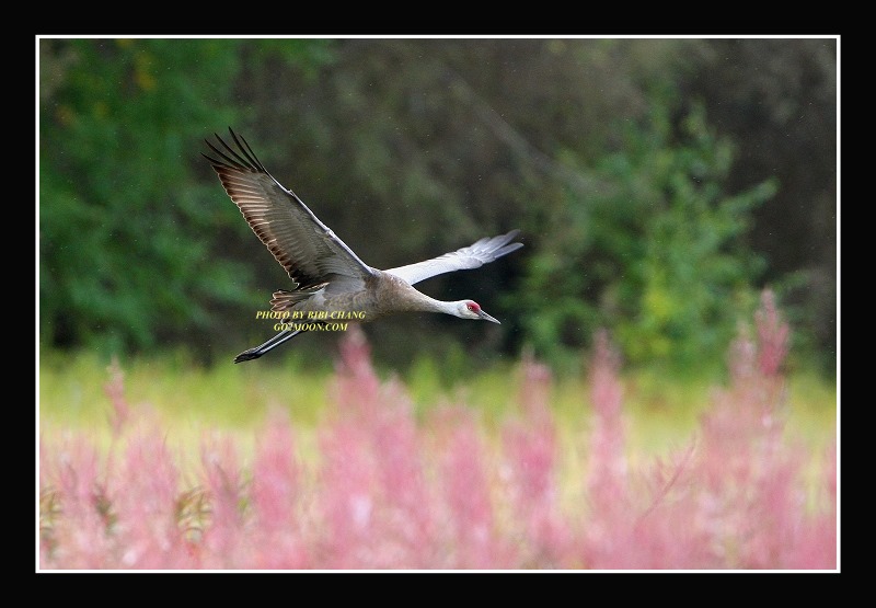 Sandhill Crane