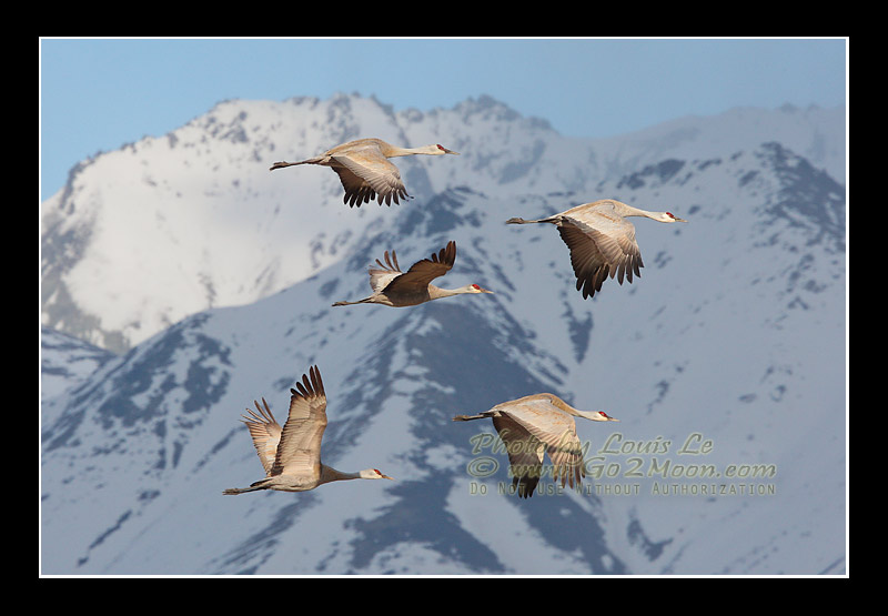 Sandhill Cranes in Sky
