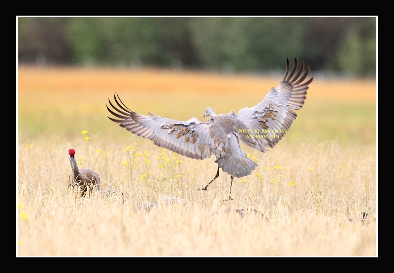 Sandhill Crane Landing