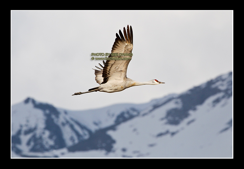 Sandhill Crane in Flight