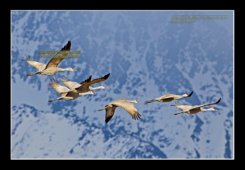 Sandhill Crane in Sky