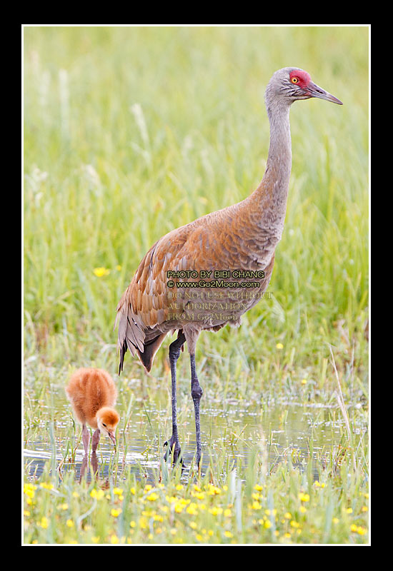 Sandhill Crane Colt