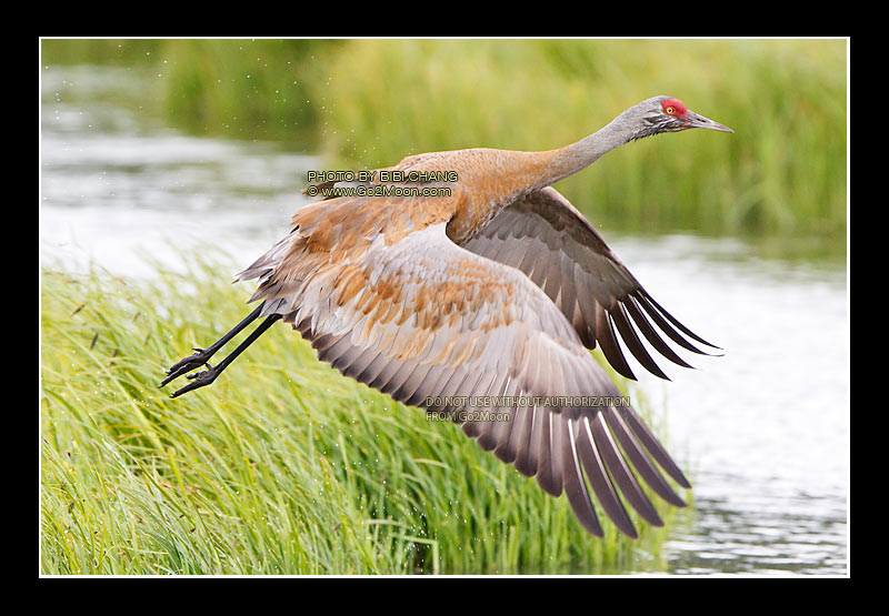 Sandhill Crane Alaska