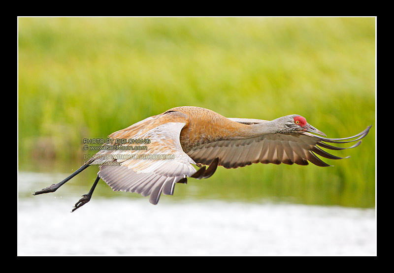 Sandhill Crane Alaska