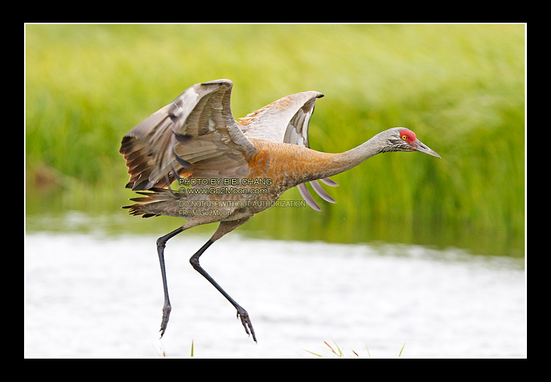 Sandhill Crane Alaska