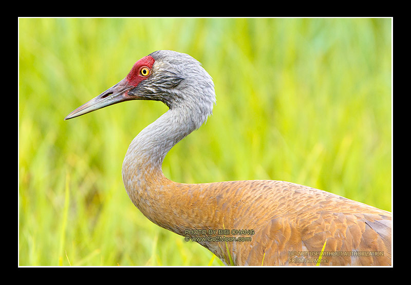 Sandhill Crane