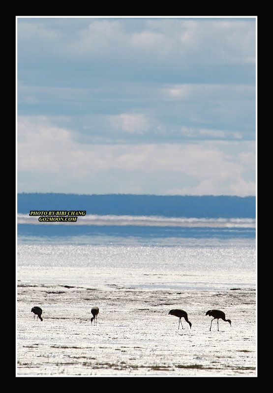 Cranes on Mud Flat