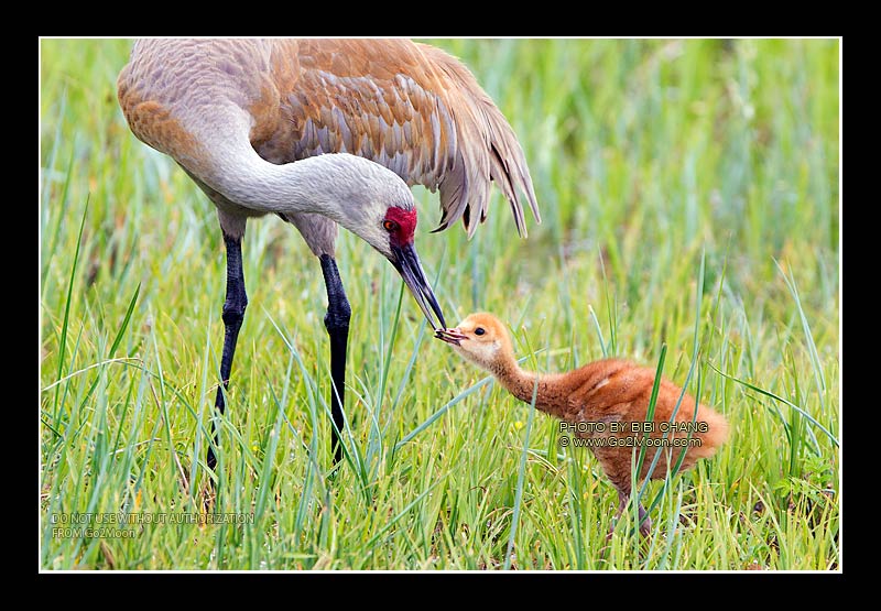 Sandhill Crane Feeding Colt