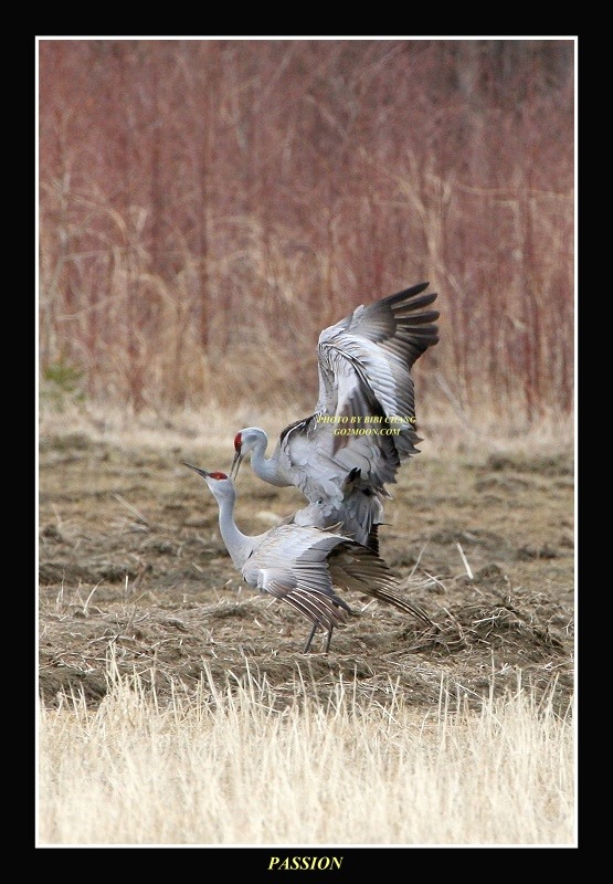Sand hill Crane Mating