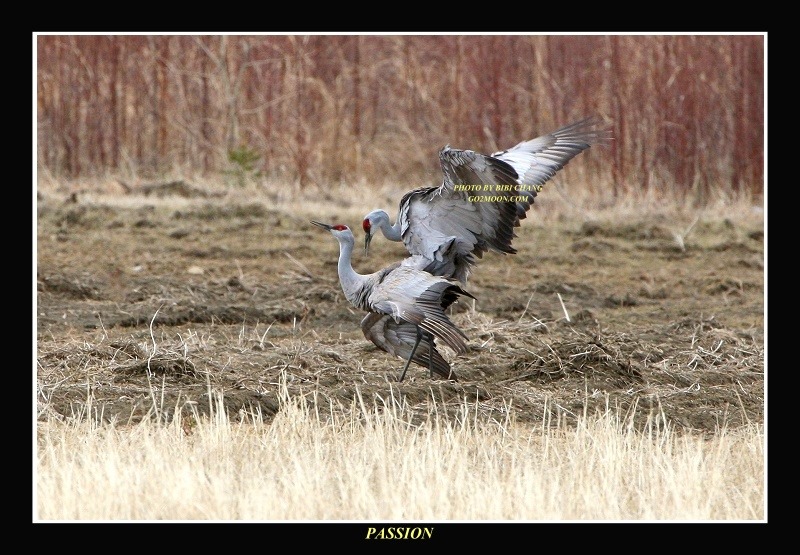 Sandhill Crane Reproduction