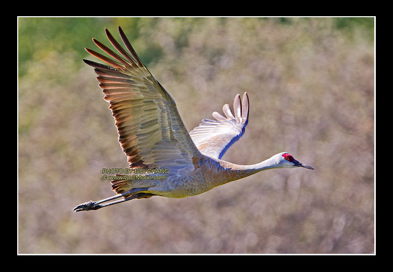 Sandhill Crane