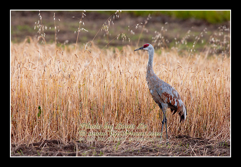 Sand hill Crane