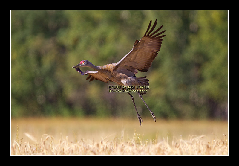 Sandhill Crane Landing