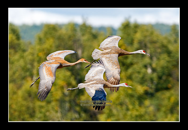 Sandhill Cranes in flight