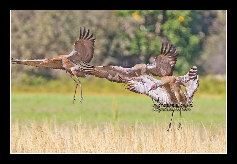 Sandhill Cranes Landing
