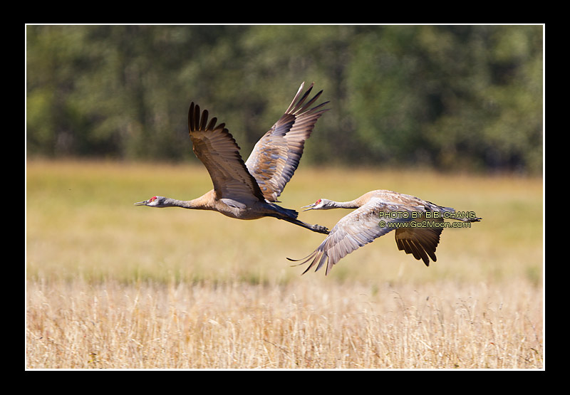 Sandhill Cranes in Flight