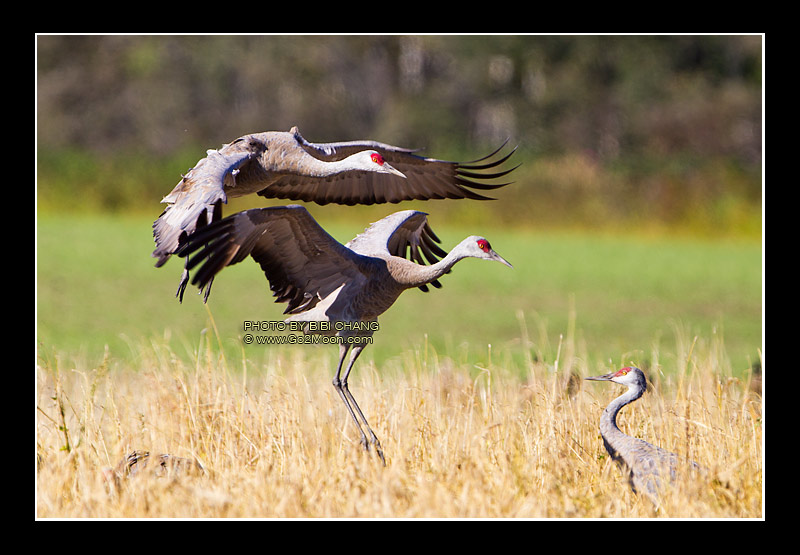 Sandhill Cranes Landing