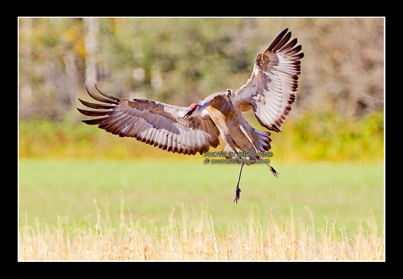Sandhill Crane Landing