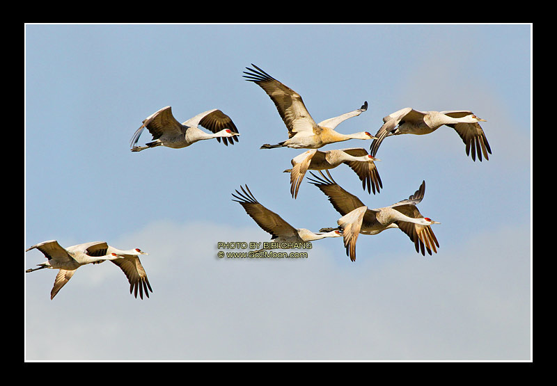 Sandhill Crane in Sky