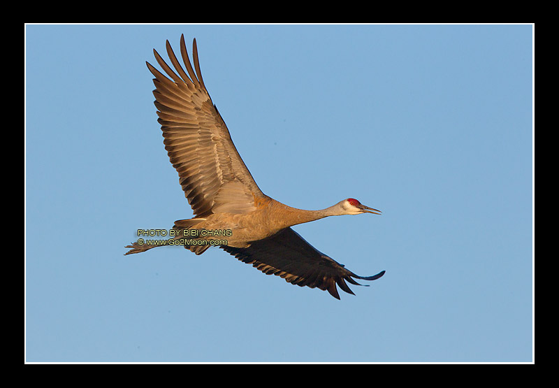 Sandhill Crane Flying