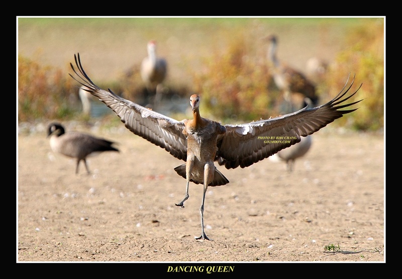 Sandhill Crane Dancing