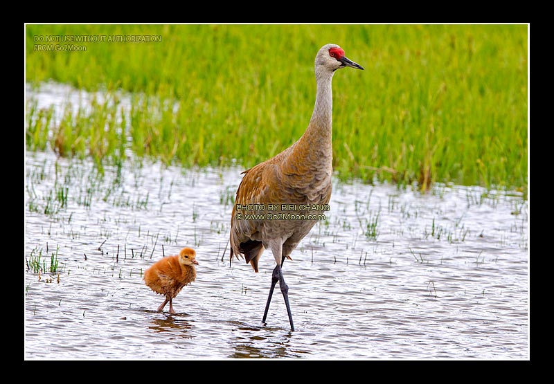 Sandhill Crane Colt