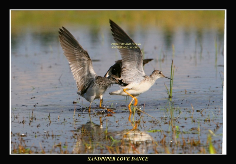 Sandpiper Love Dance