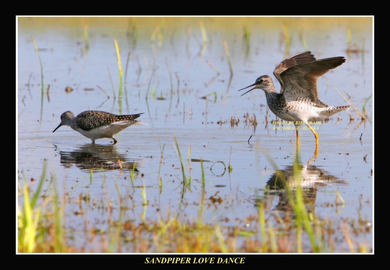 Sandpiper Love Dance