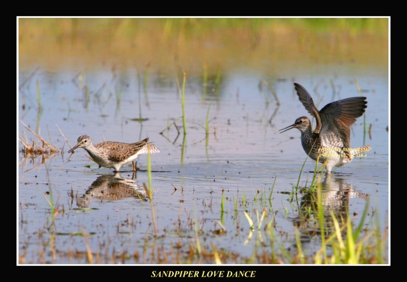 Sandpiper Love Dance